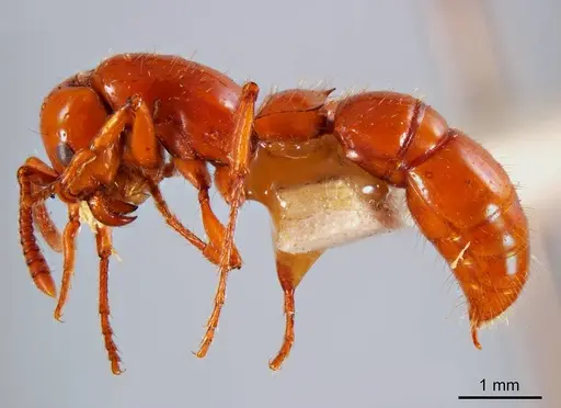 Lioponera potteri specimen