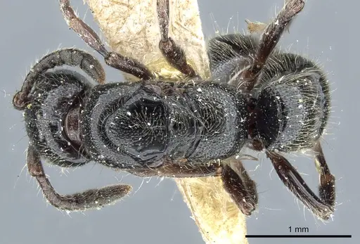 Lioponera pubescens specimen