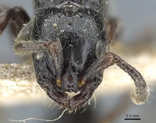 Lioponera pubescens specimen
