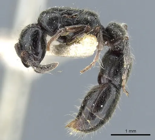 Lioponera pubescens specimen