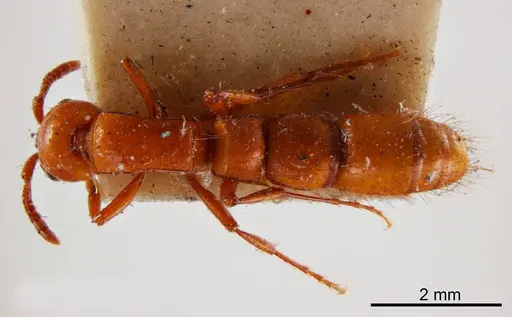 Lioponera punctatissima specimen