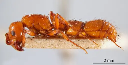 Lioponera punctatissima specimen