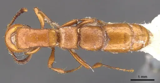 Lioponera punctatissima - CASENT0902757