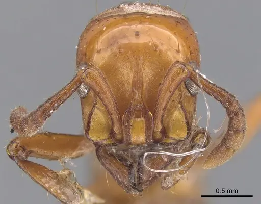 Lioponera punctatissima - CASENT0902757