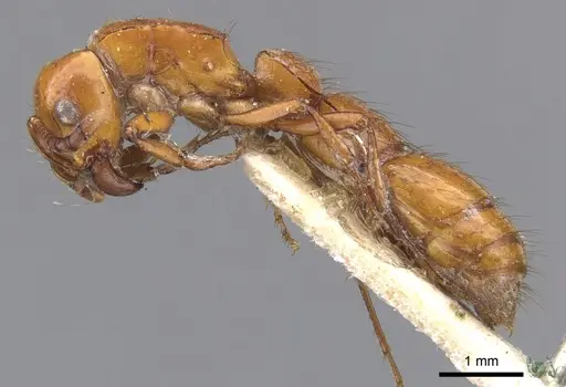 Lioponera punctatissima - CASENT0902757