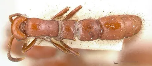 Lioponera punctatissima - FOCOL0337-1