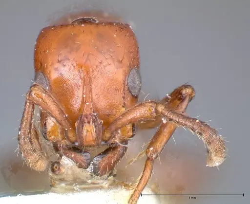 Lioponera punctatissima - FOCOL0337-1