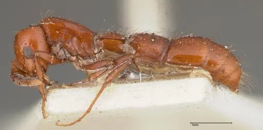 Lioponera punctatissima - FOCOL0337-1