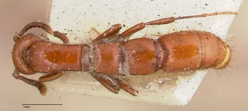 Lioponera punctatissima - FOCOL0337-2