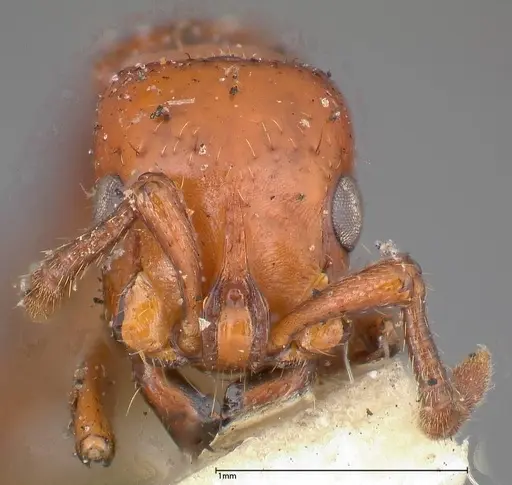 Lioponera punctatissima - FOCOL0337-2