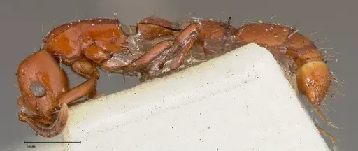 Lioponera punctatissima - FOCOL0337-2