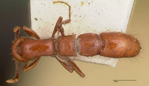 Lioponera punctatissima - FOCOL0337-3