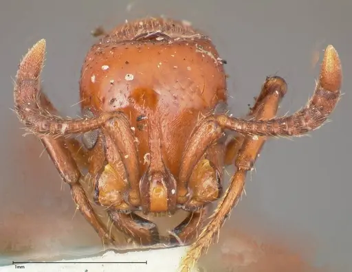 Lioponera punctatissima - FOCOL0337-3