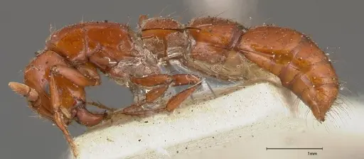 Lioponera punctatissima - FOCOL0337-3