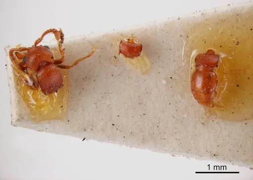 Lioponera reticulata specimen