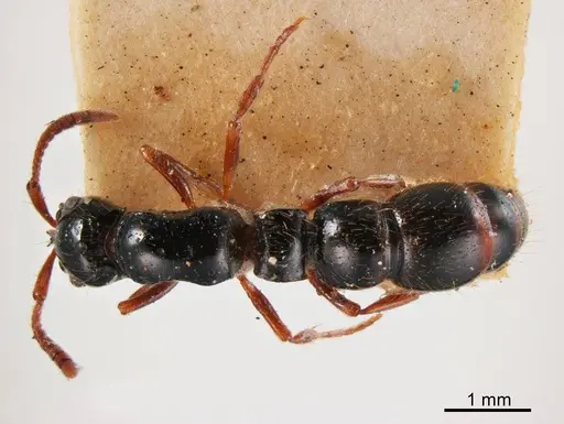 Lioponera ruficornis specimen