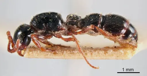 Lioponera ruficornis specimen