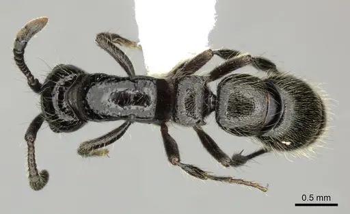 Lioponera senescens specimen