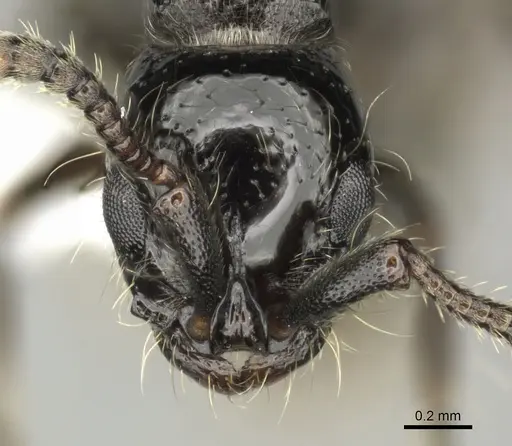 Lioponera senescens specimen