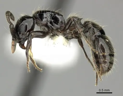 Lioponera senescens specimen