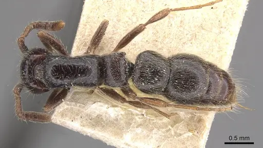 Lioponera senescens - CASENT0915334