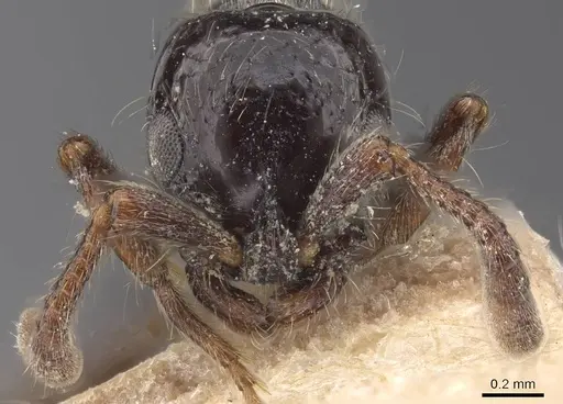 Lioponera senescens - CASENT0915334