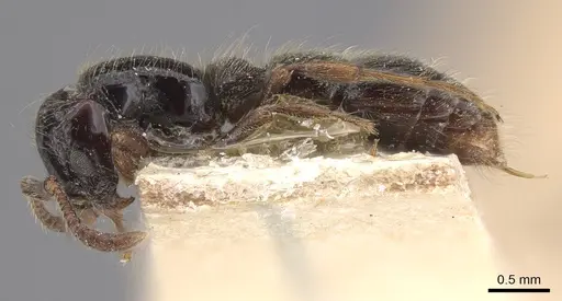 Lioponera senescens - CASENT0915334