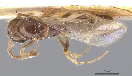 Lioponera similis specimen