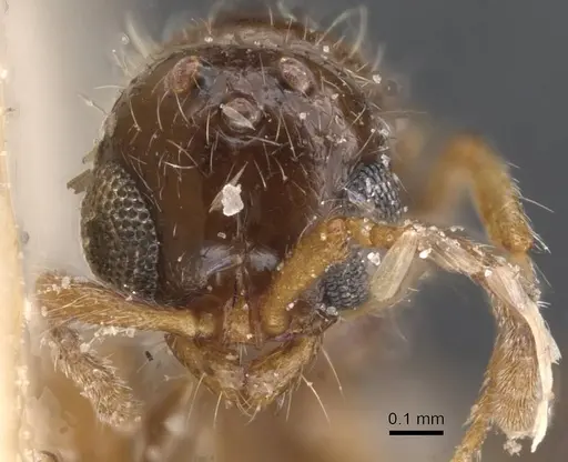 Lioponera similis specimen