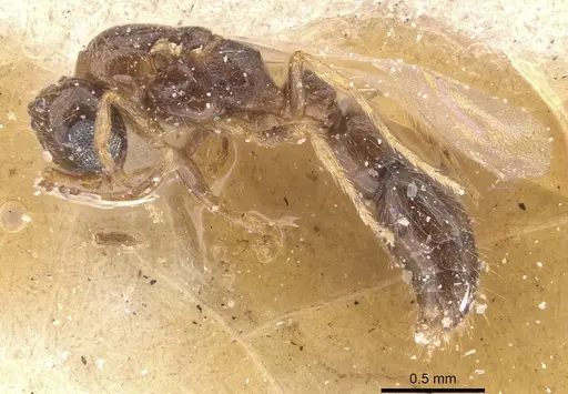 Lioponera similis specimen