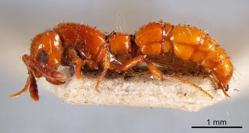 Lioponera simmonsae specimen