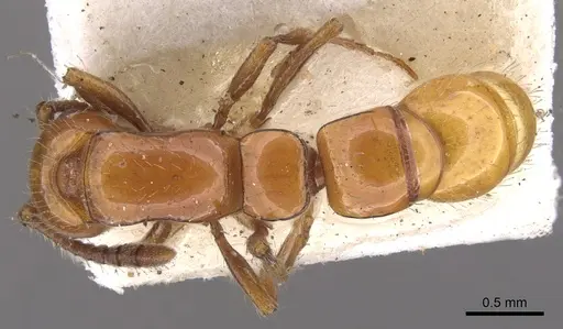 Lioponera simmonsae - CASENT0902754