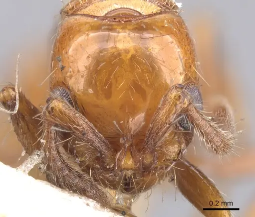 Lioponera simmonsae - CASENT0902754