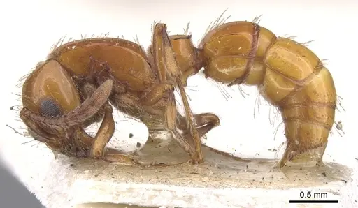 Lioponera simmonsae - CASENT0902754