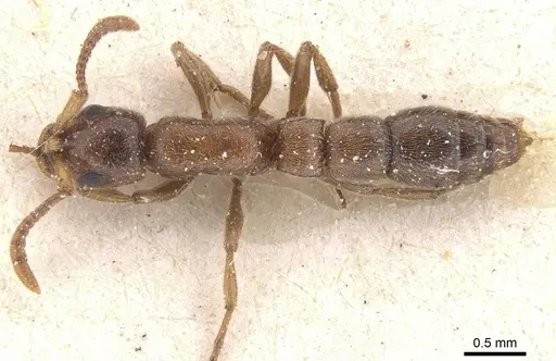 Lioponera singaporensis specimen