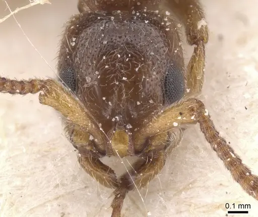 Lioponera singaporensis specimen