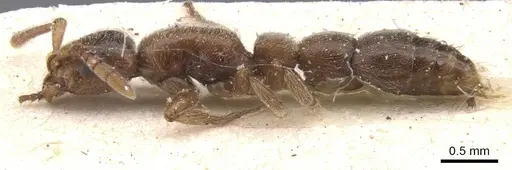 Lioponera singaporensis specimen