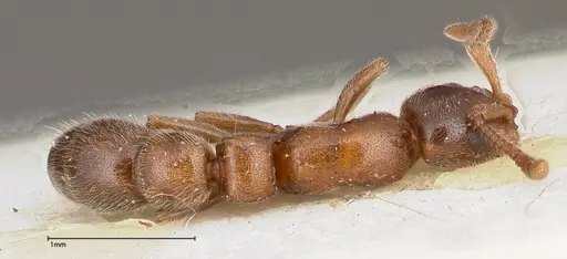 Lioponera singaporensis - FOCOL0335