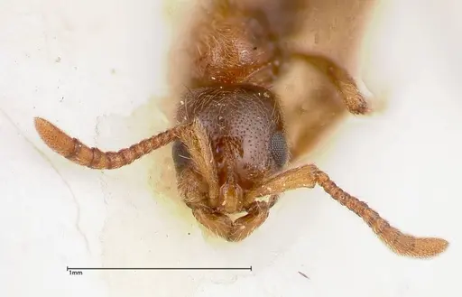 Lioponera singaporensis - FOCOL0335