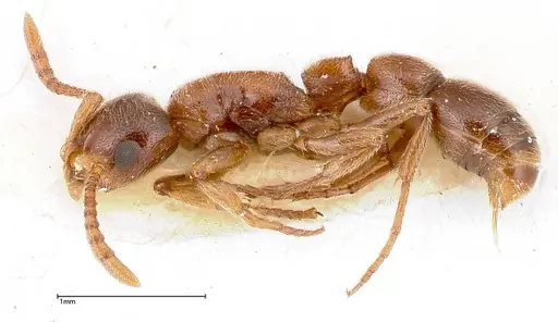 Lioponera singaporensis - FOCOL0335