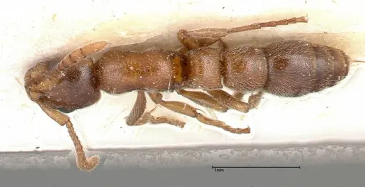 Lioponera singaporensis - FOCOL0336