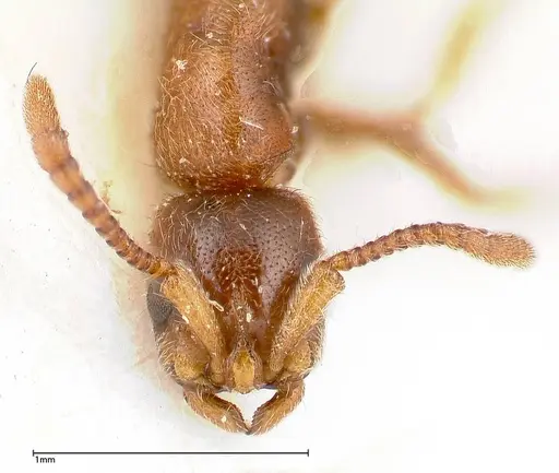 Lioponera singaporensis - FOCOL0336