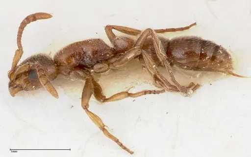 Lioponera singaporensis - FOCOL0336