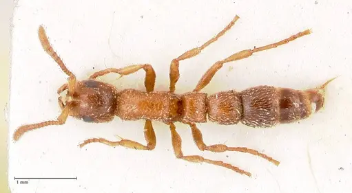 Lioponera singaporensis - FOCOL0807