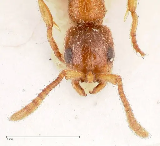 Lioponera singaporensis - FOCOL0807