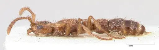 Lioponera singaporensis - FOCOL0807