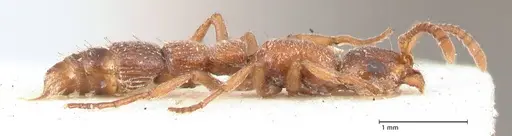 Lioponera singaporensis - FOCOL0807