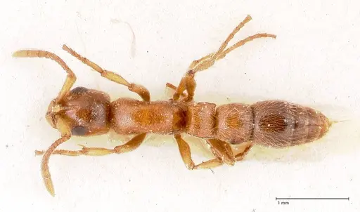 Lioponera singaporensis - FOCOL0808