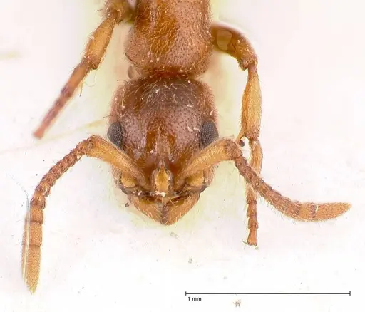 Lioponera singaporensis - FOCOL0808