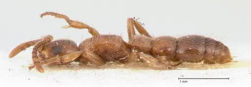 Lioponera singaporensis - FOCOL0808